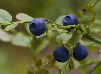 Blbr (Vaccinium myrtillus)