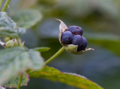 Blhallon (Rubus caesius)