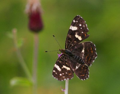 Kartfjril (Araschnia levana)