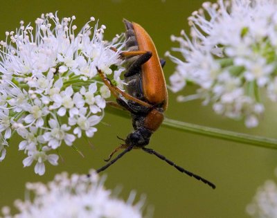 Gulröd blombock (Stictoleptura rubra)
