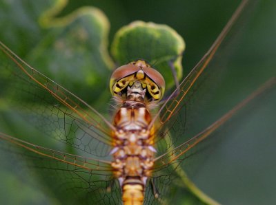 Allmän ängstrollslända (Sympetrum vulgatum)