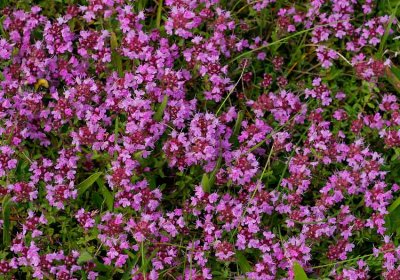 Backtimjan (Thymus serpyllum)