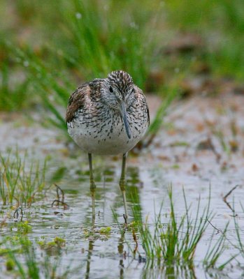 Greenshank (Tringa nebularia)