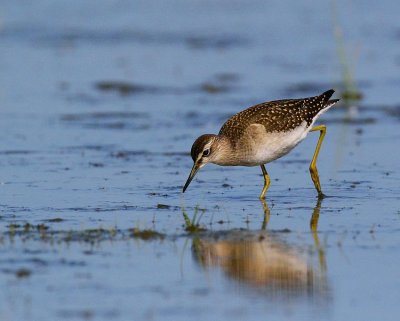 Wood Sandpiper (Tringa glareola)