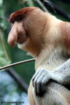 Proboscis Monkey