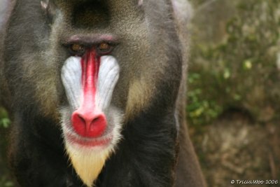 Mandrill Monkey