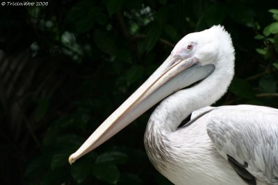 Pelican