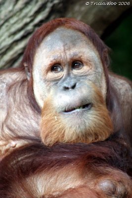 Orang Utan