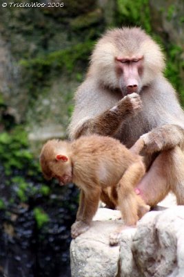 Hamadryas Baboon