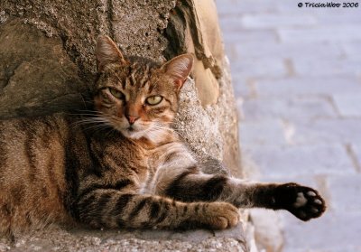 Relaxed Cat, Riomaggiore