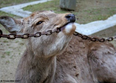 Hungry Deer, Nara
