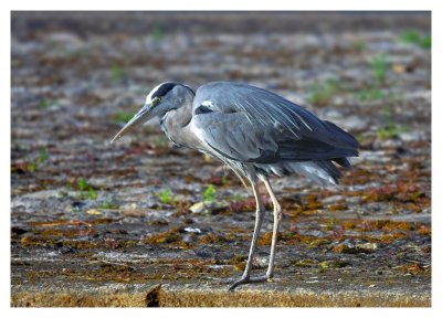 heron