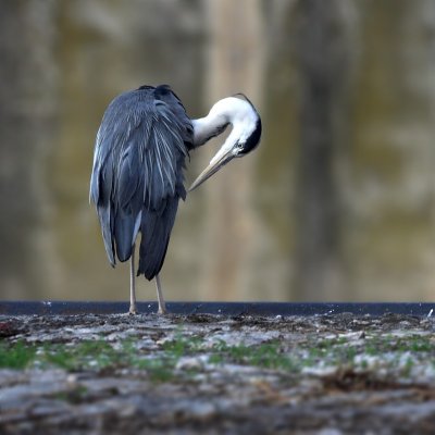 heron