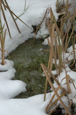 First Snow.jpg