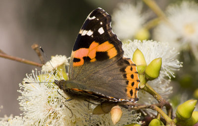 Painted Lady (Vanessa cardui)