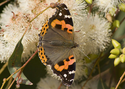 Painted Lady (Vanessa cardui)