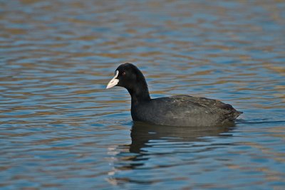 Coot (Fulica atra)