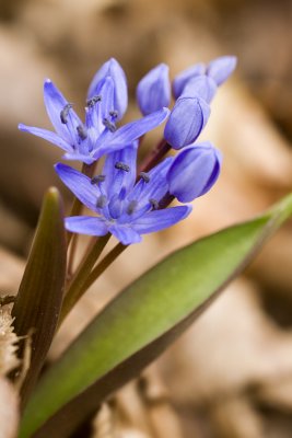 Wild flower