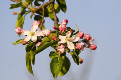 Apple tree_02