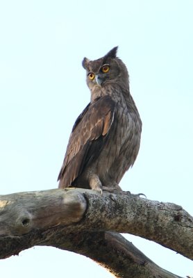 Dusky Eagle Owl