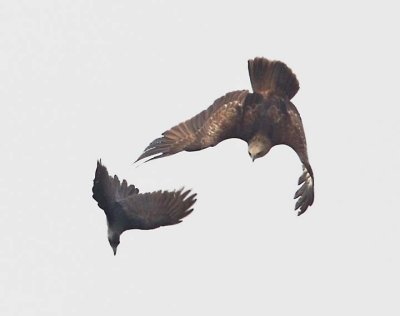 Brahminy Kite and Crow Clash