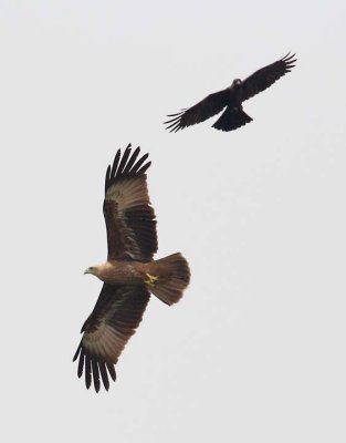 Brahminy Kite and Crow Clash