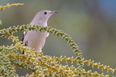 Purple Back Starling