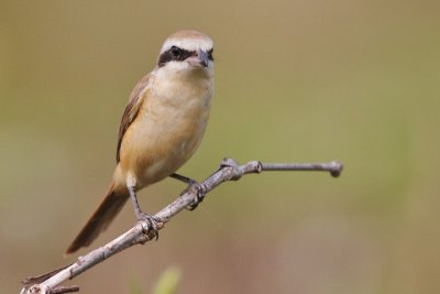 Brown Shrike