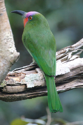 Red-Bearded Bee-Eater