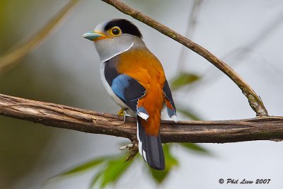 Silver Breasted Broadbill (Male)