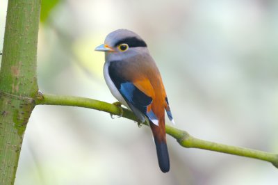 Silver Breasted Broadbill