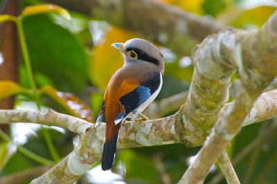 Silver Breasted Broadbill