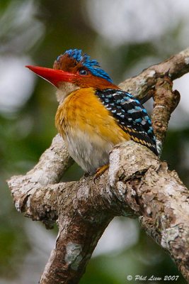 Banded Kingfisher (Male)