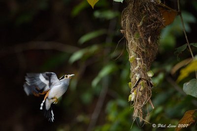 Silver Breasted Broadbill