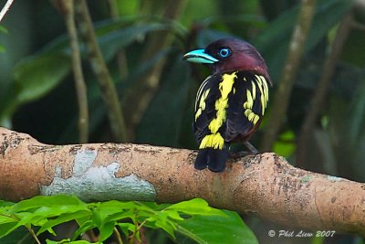 Banded Broadbill