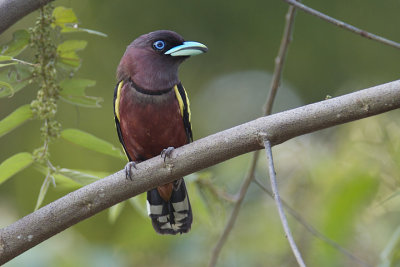 Banded Broadbill