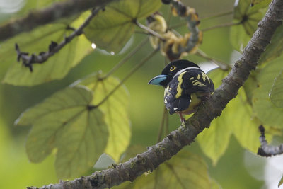 Black and Yellow Broadbill