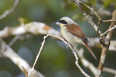 Tiger Shrike