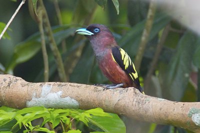 Banded Broadbill