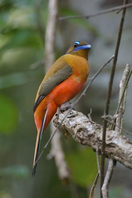 Scarlet-Rumped Trogon (Female)