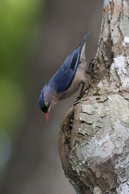 Velvet-Fronted Nuthatch (Male)