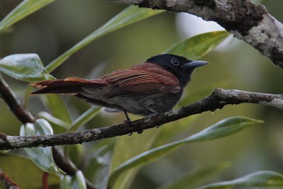 Asian-Paradise Flycatcher