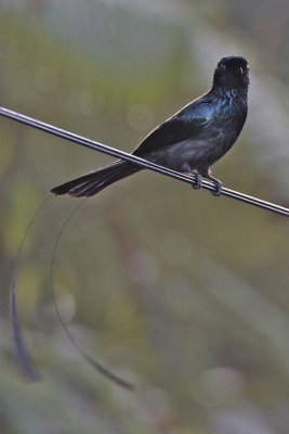 Lesser Racket-Tailed Drongo