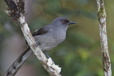 Long-Tailed Sibia.