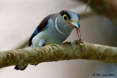 Silver-Breasted Broadbill (Male)