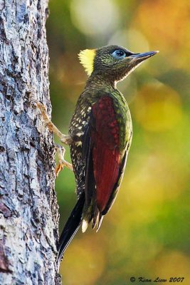 Crimson-Winged Woodpecker (Juvenile)