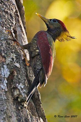 Crimson-Winged Woodpecker (Female)