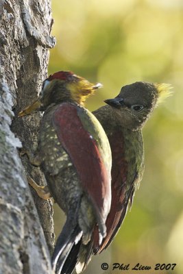 Crimson-Winged Woodpeckers