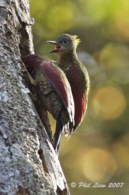 Crimson-Winged Woodpeckers