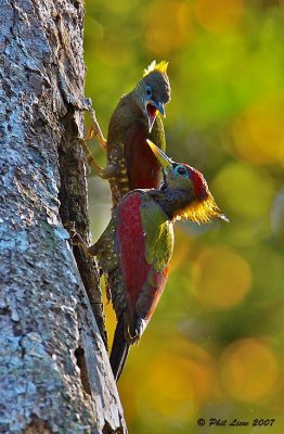 Crimson-Winged Woodpeckers